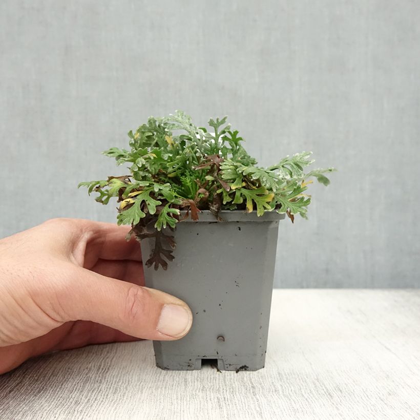 Esemplare di Achillea kellereri Vasetto da 8/9 cm come consegnato in autunno