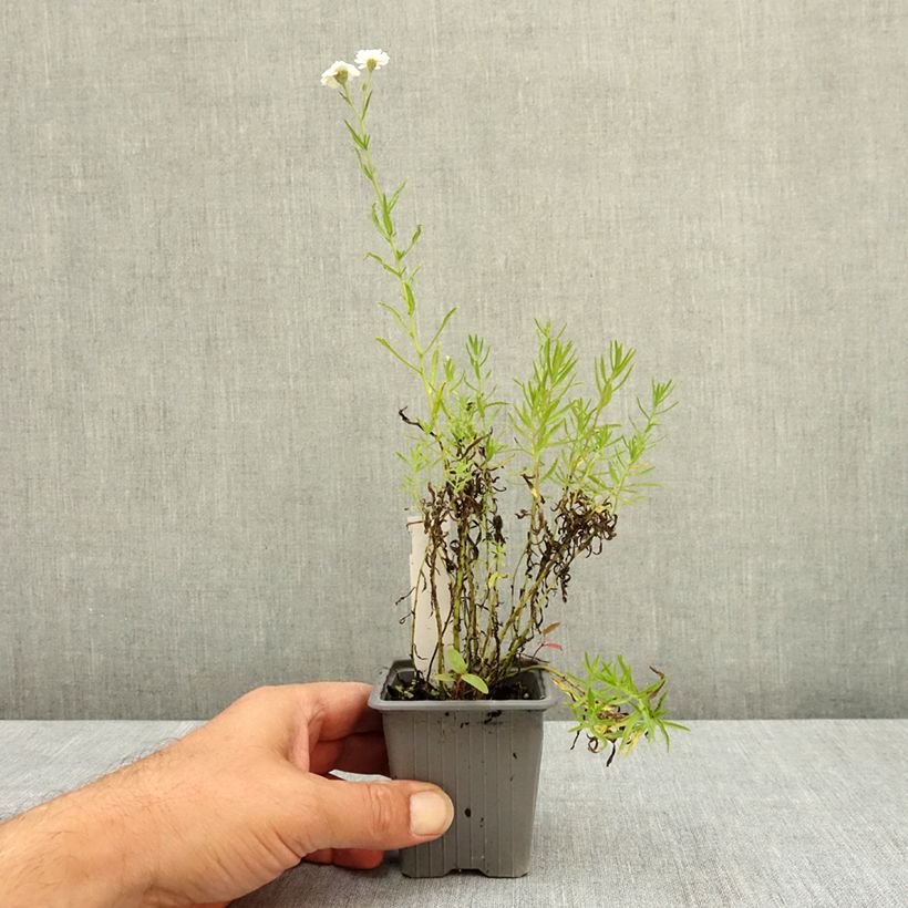 Esemplare di Achillea ptarmica Boule de Neige Vasetto da 8/9 cm consegnato in estate