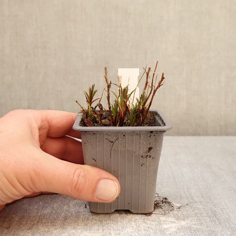 Achillea ptarmica Boule de Neige - Bouton d'argent Godet de 8/9 cm esemplare consegnato in inverno