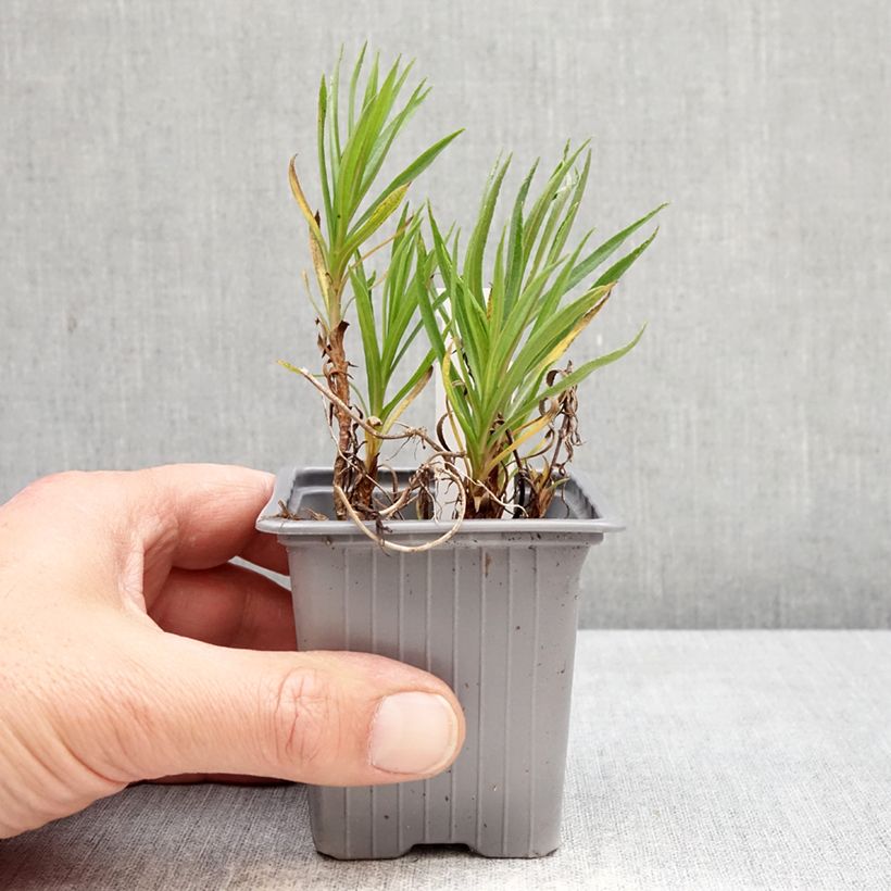 Achillea ptarmica Boule de Neige Vasetto da 8/9 cm esemplare consegnato in primavera