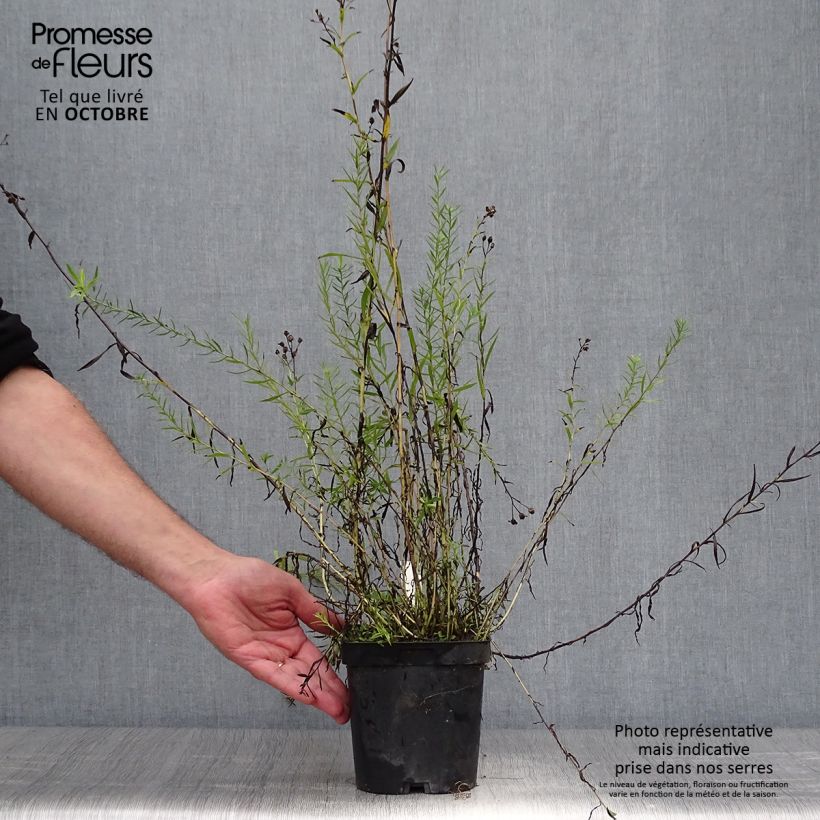Esemplare di Achillea ptarmica Boule de Neige Vaso da 2L/3L come consegnato in autunno