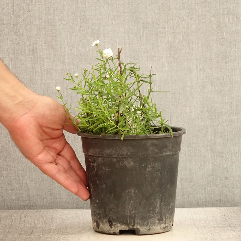 Esemplare di Achillea ptarmica Diadem Vaso da 2L/3L consegnato in estate