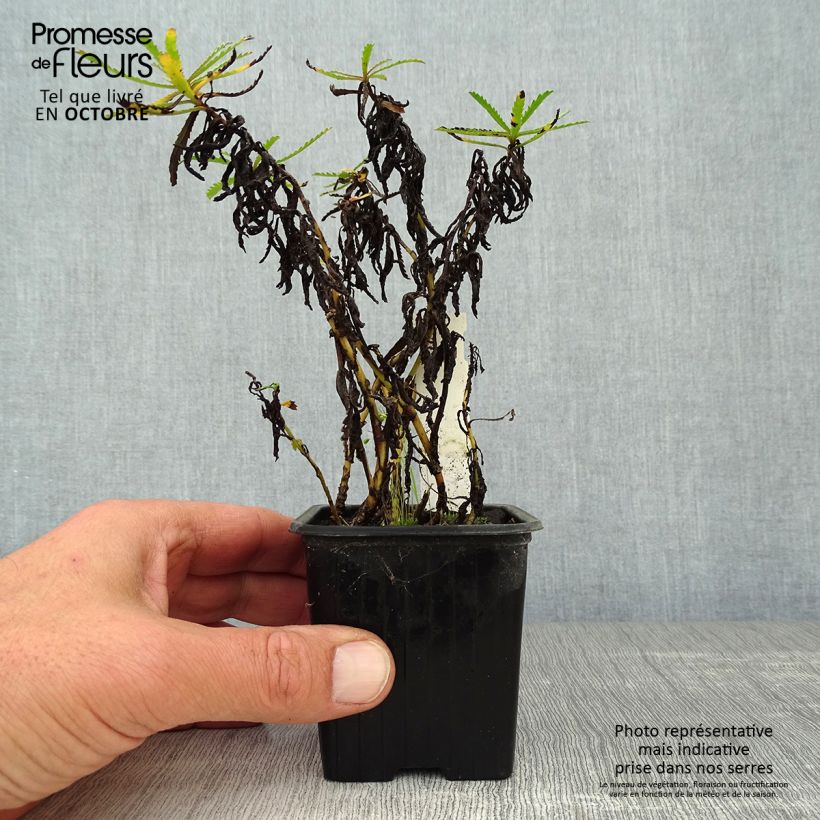 Esemplare di Achillea sibirica subsp. camtschatica Love Parade Vasetto da 8/9 cm come consegnato in autunno