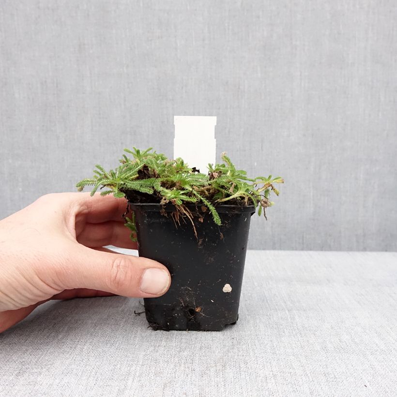 Achillea tomentosa Aurea - Millefoglio giallo Vasetto da 8/9 cm esemplare consegnato in inverno