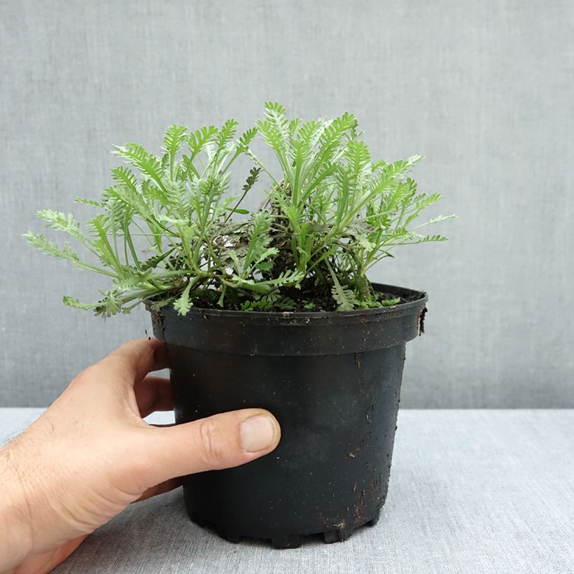 Esemplare di Achillea umbellata Vaso da 2L/3L come consegnato in autunno