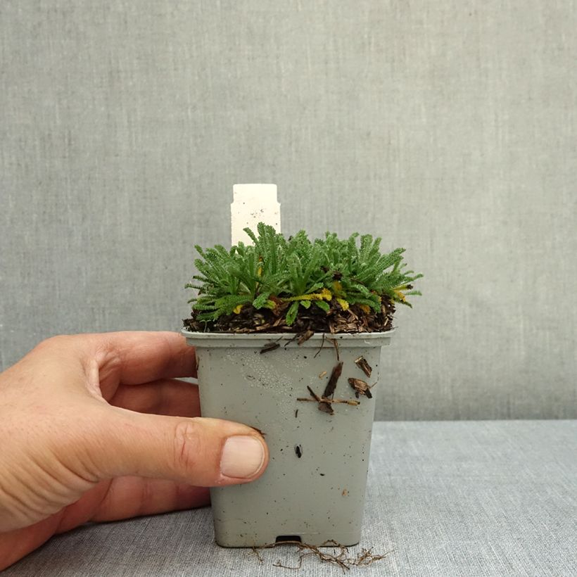 Esemplare di Achillea King Edward Vasetto da 8/9 cm come consegnato in autunno