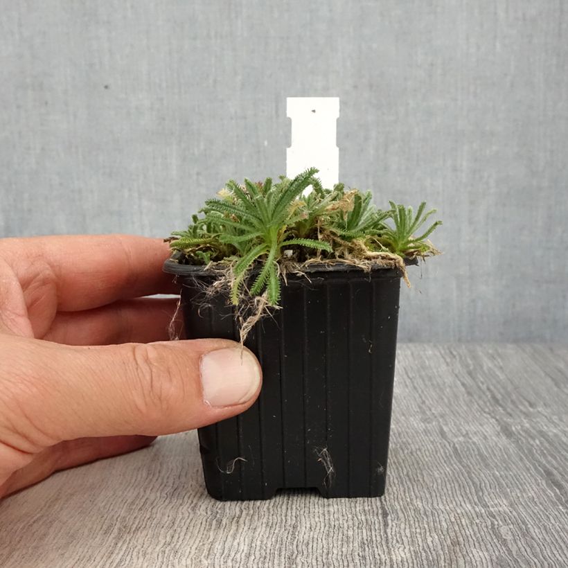 Achillea King Edward Vasetto da 8/9 cm esemplare consegnato in primavera