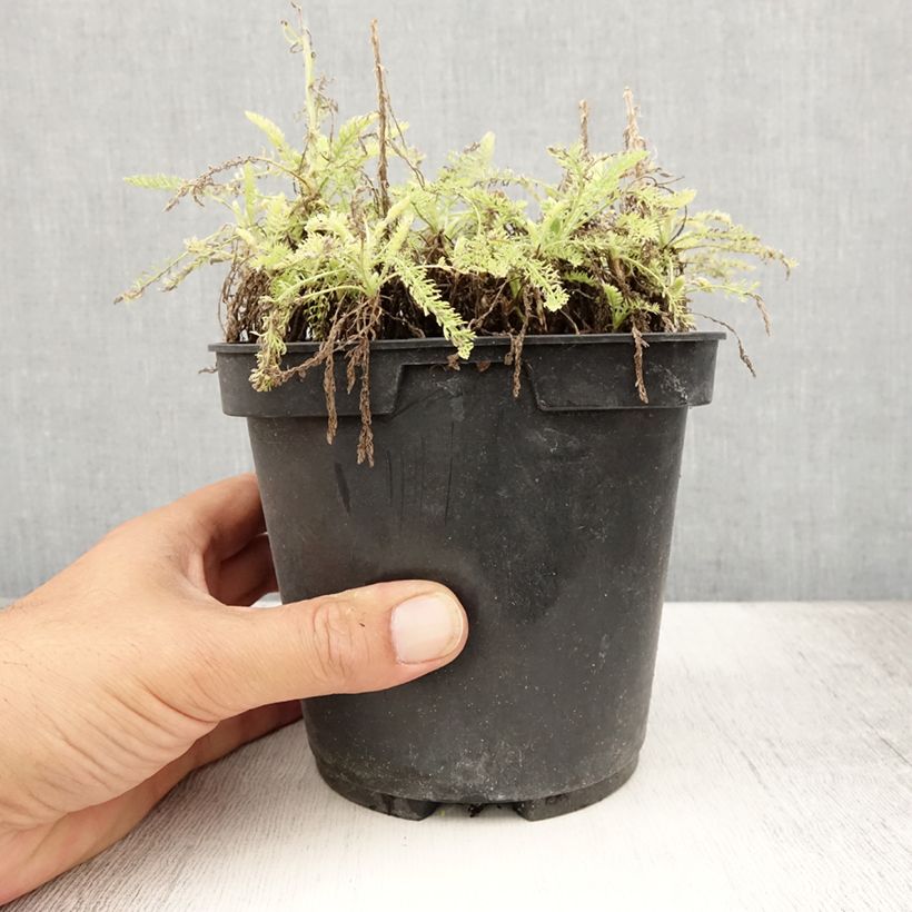 Esemplare di Achillea crithmifolia Vaso da 2L/3L consegnato in estate