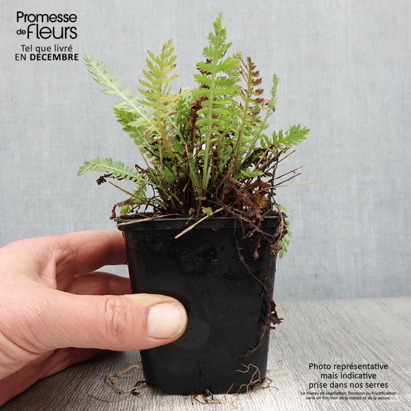 Esemplare di Achillea filipendulina Parker's Variety Vasetto da 8/9 cm come consegnato in autunno