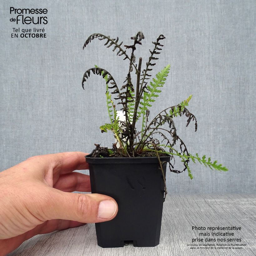 Esemplare di Achillea Coronation Gold Vasetto da 8/9 cm come consegnato in autunno