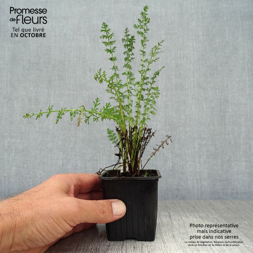 Esemplare di Achillea Credo Vasetto da 8/9 cm come consegnato in autunno