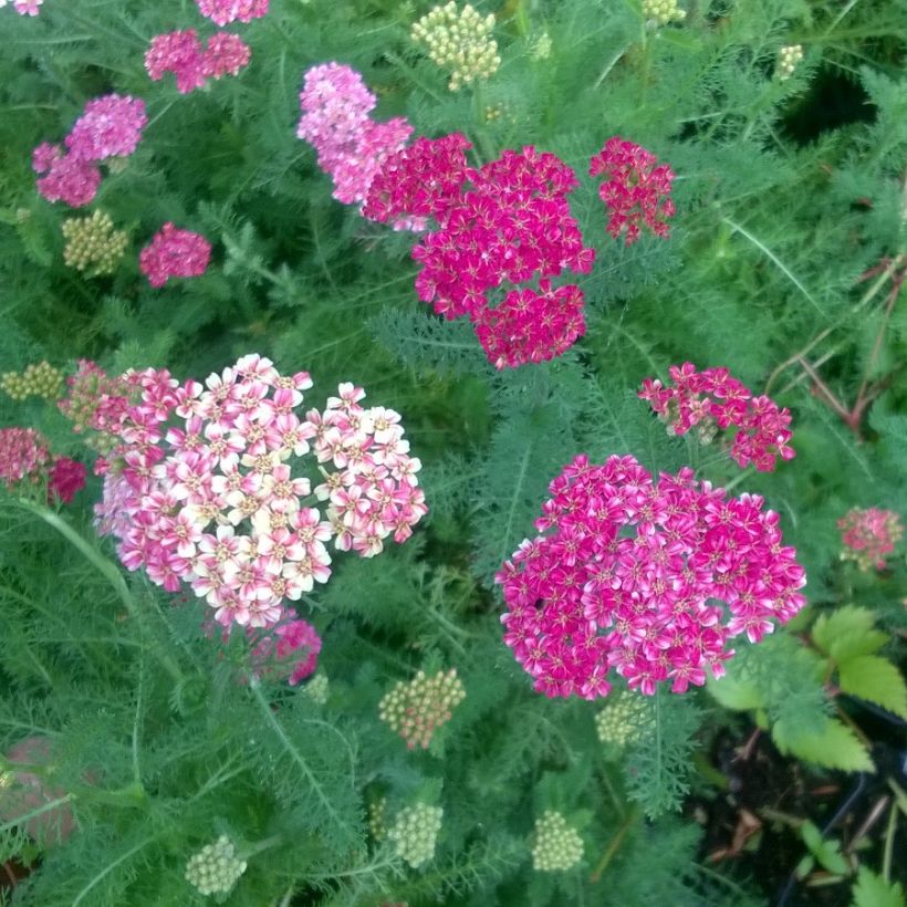 Achillea millefolium Desert Eve Deep Rose (Fioritura)