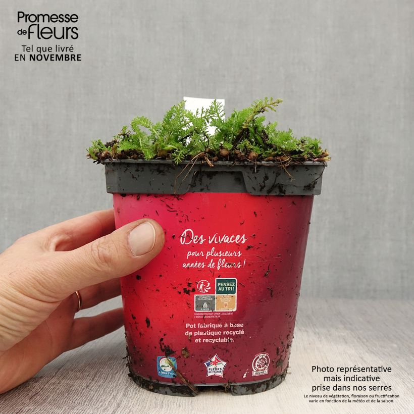 Esemplare di Achillea millefolium Desert Eve Red Vaso da 2L/3L come consegnato in autunno