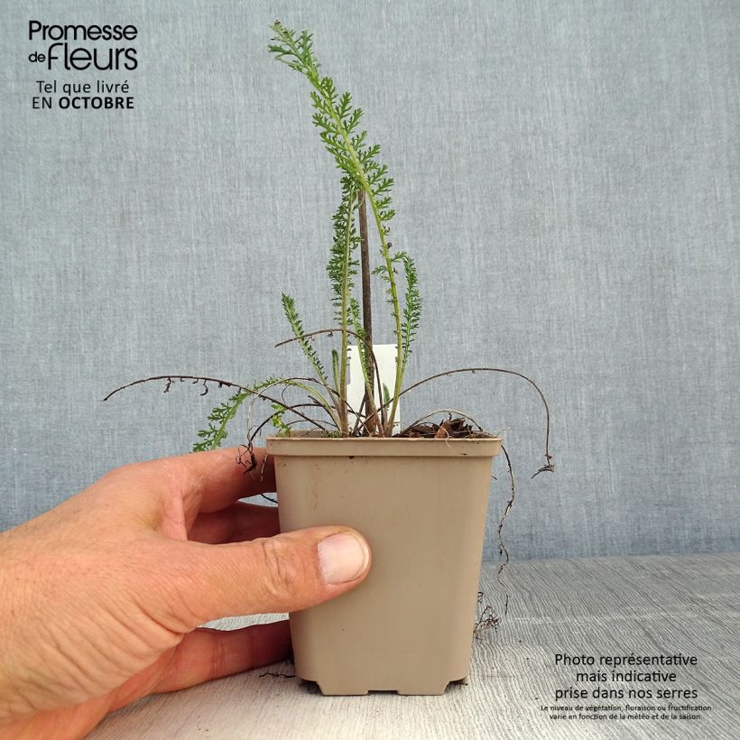 Esemplare di Achillea filipendulina Helios Vasetto da 8/9 cm come consegnato in autunno