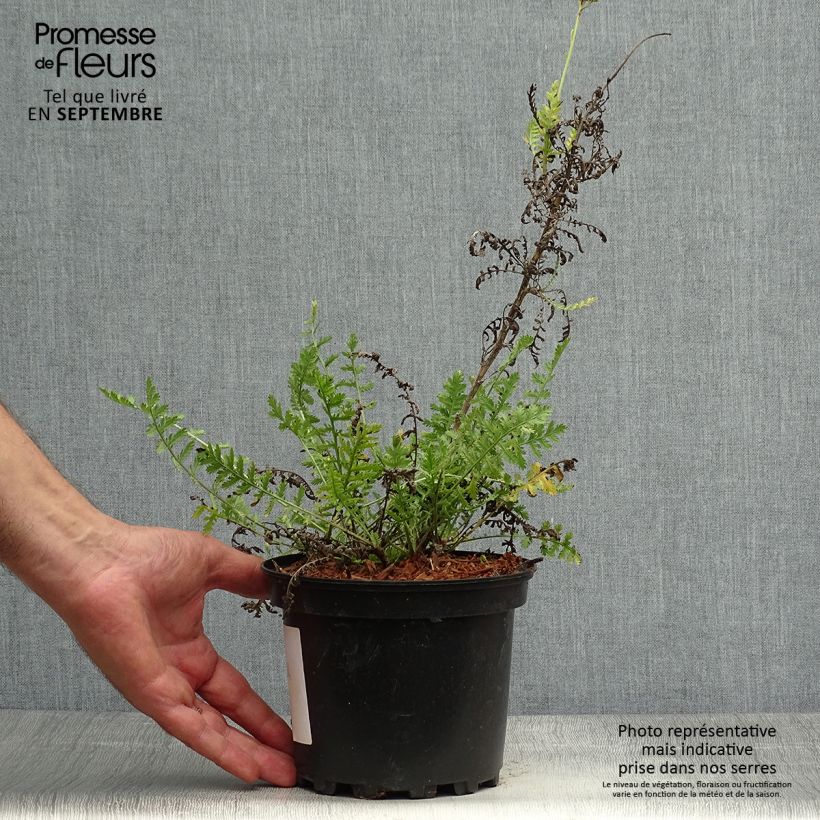 Esemplare di Achillea fillipendulina Cloth of Gold Vaso da 2L/3L come consegnato in autunno