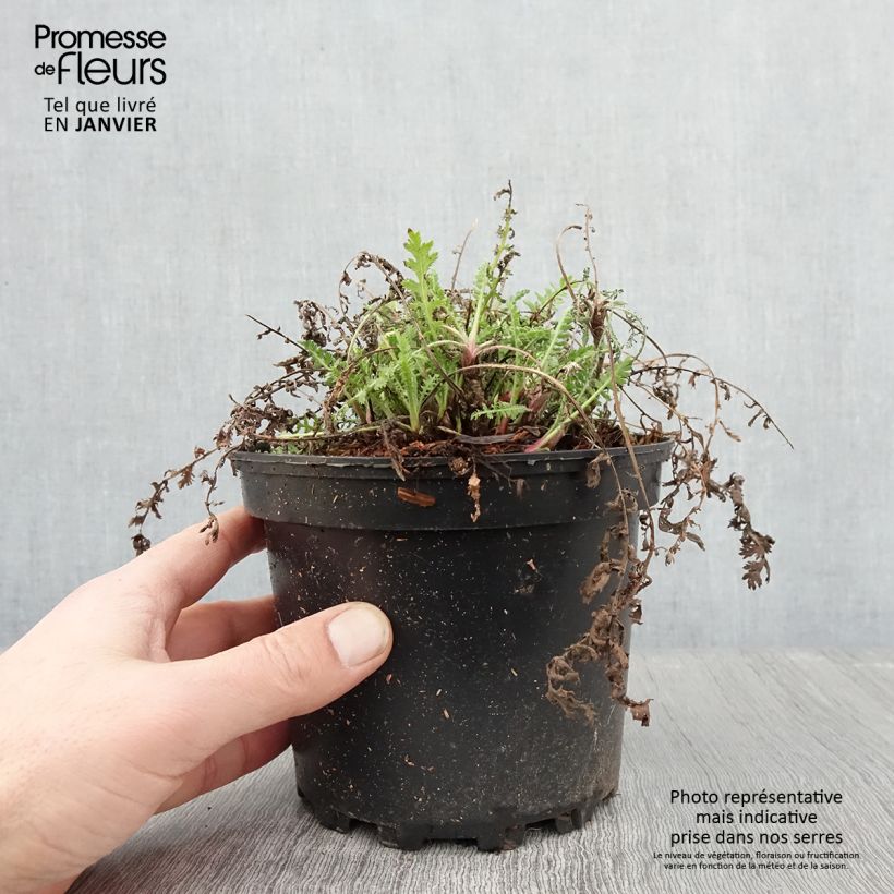 Achillea fillipendulina Cloth of Gold Vaso da 2L/3L esemplare consegnato in inverno