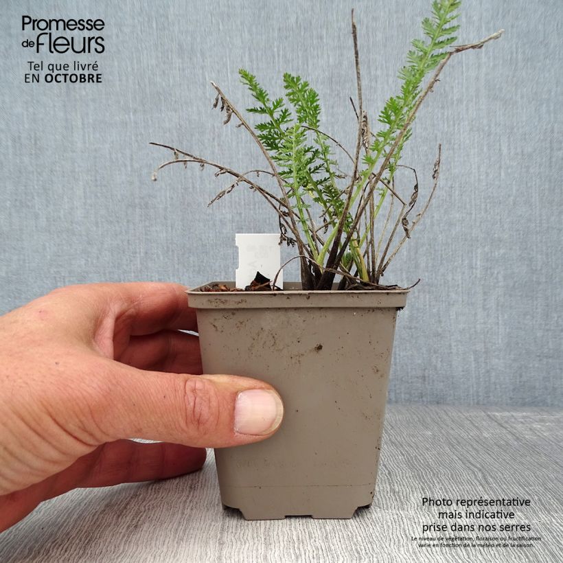 Esemplare di Achillea millefolium Alabaster Vasetto da 8/9 cm come consegnato in autunno