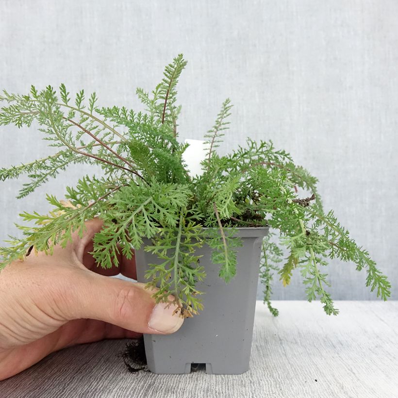 Esemplare di Achillea millefolium Cassis Vasetto da 8/9 cm come consegnato in autunno