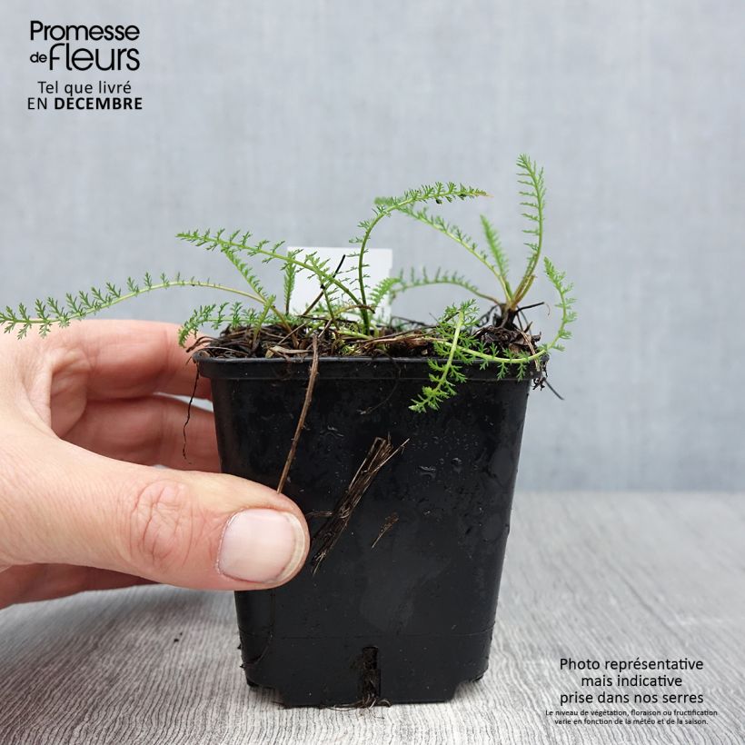 Achillea millefolium Cassis Vasetto da 8/9 cm esemplare consegnato in inverno