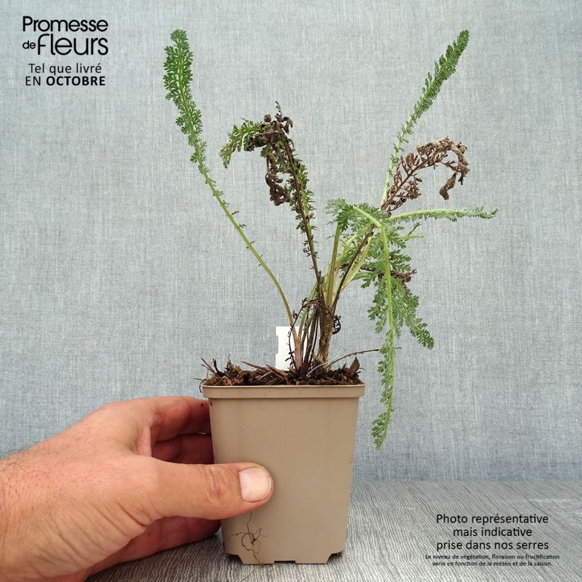 Esemplare di Achillea millefolium Hymne Vasetto da 8/9 cm come consegnato in autunno