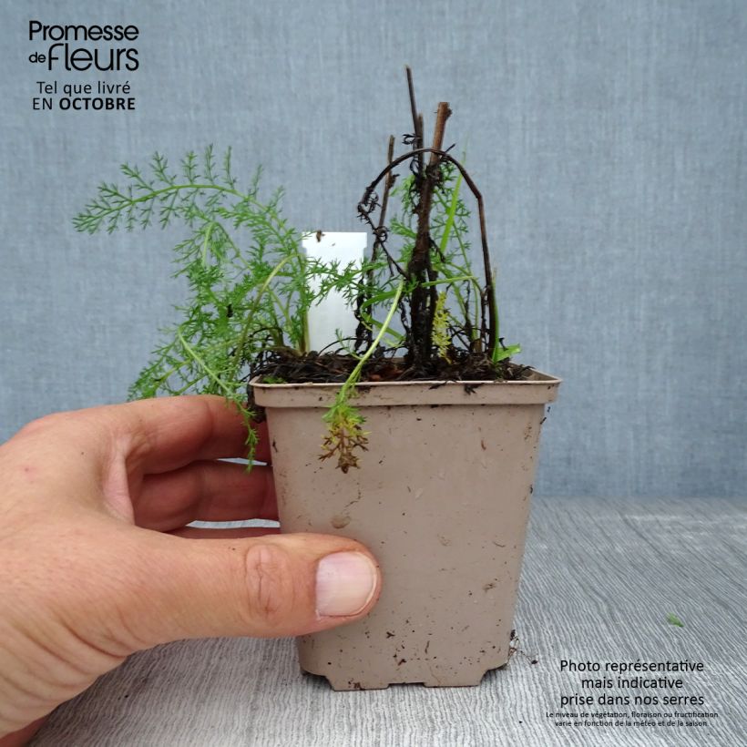 Esemplare di Achillea millefolium Lachsschönheit Vasetto da 8/9 cm come consegnato in autunno