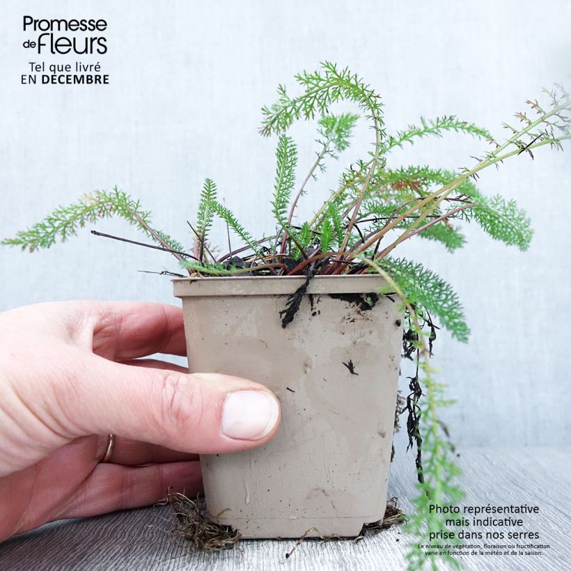 Esemplare di Achillea millefolium Red Beauty Vasetto da 8/9 cm come consegnato in autunno