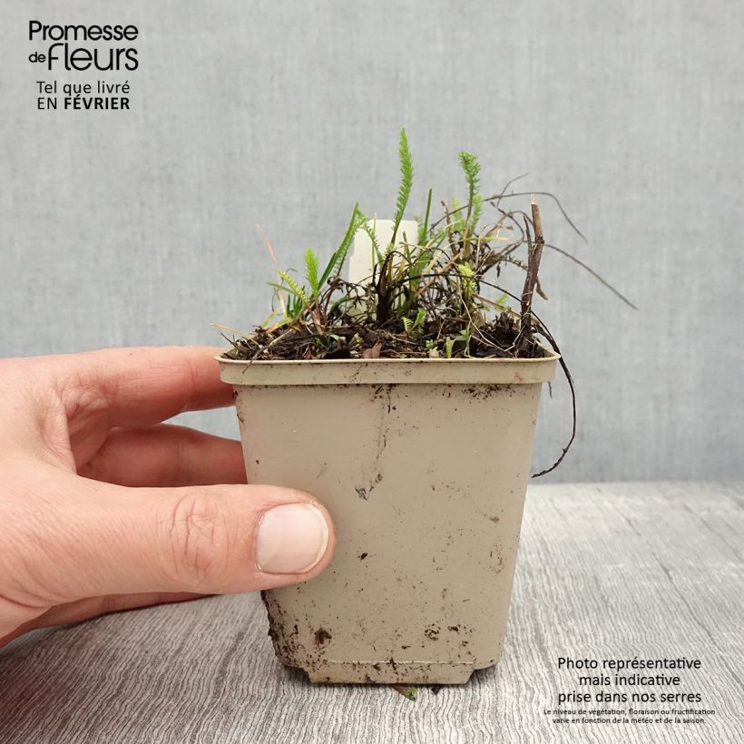 Achillea millefolium Red Beauty Vasetto da 8/9 cm esemplare consegnato in inverno