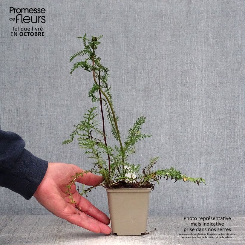 Esemplare di Achillea millefolium Sammetriese Vasetto da 8/9 cm come consegnato in autunno