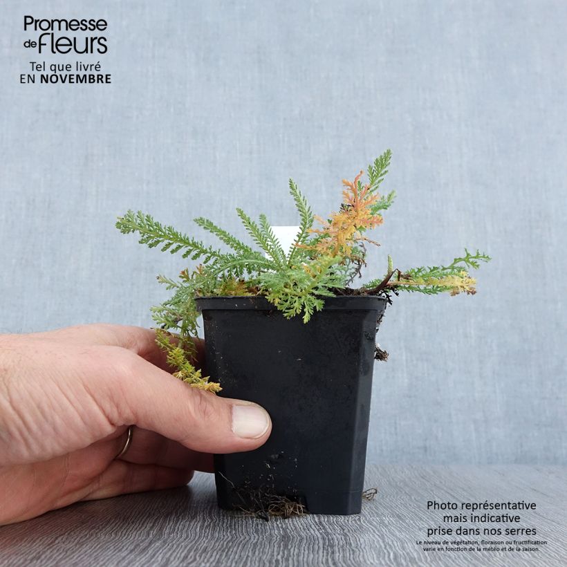 Esemplare di Achillea millefolium Schneetaler Vasetto da 8/9 cm come consegnato in autunno