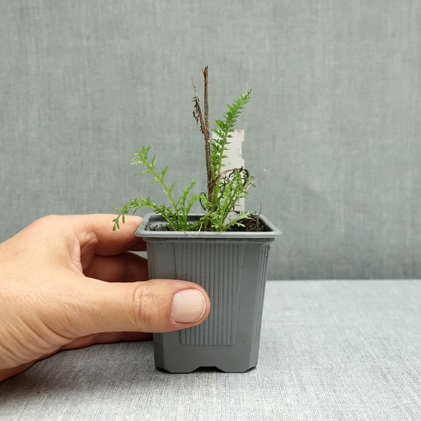 Esemplare di Achillea millefolium Wesersandstein Vasetto da 8/9 cm come consegnato in autunno