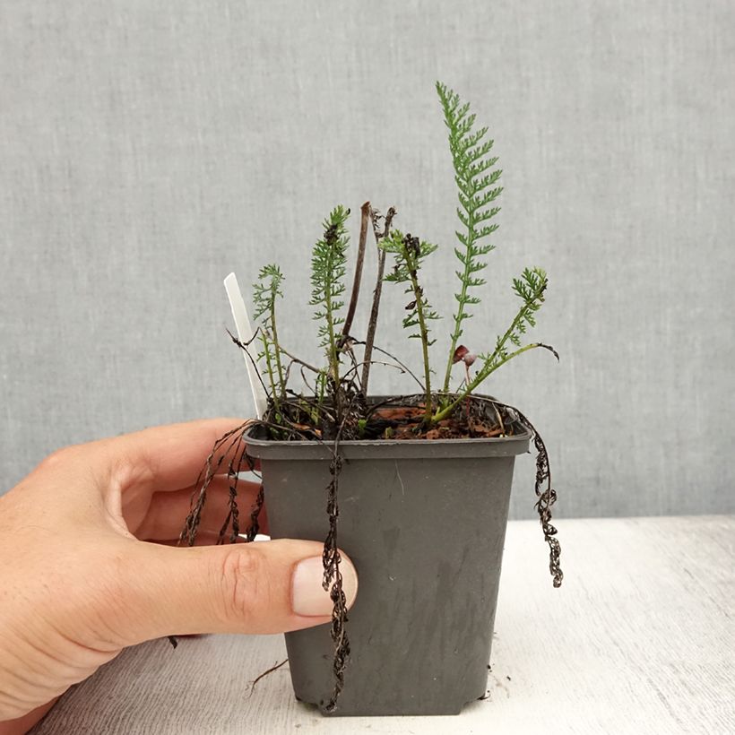 Esemplare di Achillea millefolium Wesersandstein Vasetto da 8/9 cm consegnato in estate