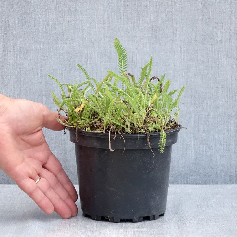 Achillea millefolium White Beauty Vaso da 2L/3L esemplare consegnato in primavera