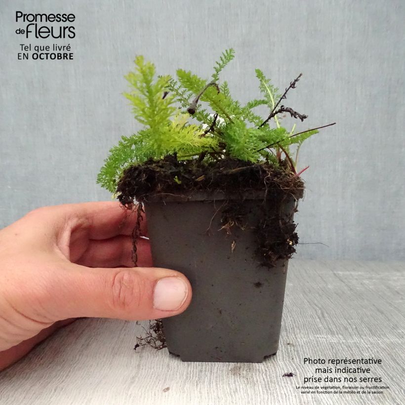 Esemplare di Achillea millefolium White Beauty Vasetto da 8/9 cm come consegnato in autunno