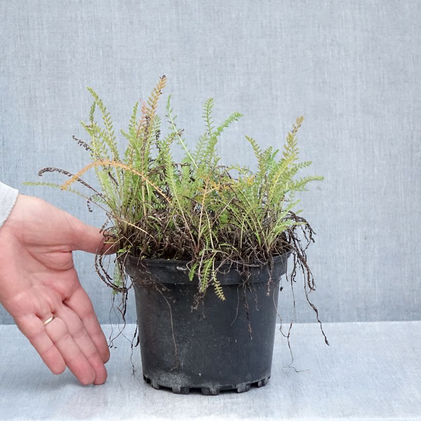 Esemplare di Achillea millefolium White Beauty Vaso da 2L/3L come consegnato in autunno