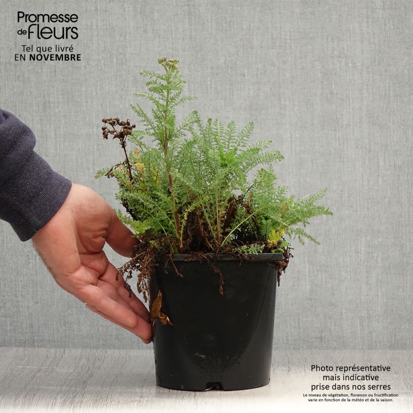 Esemplare di Achillea millefolium Tutti Frutti Apricot Delight Vaso da 2L/3L come consegnato in autunno