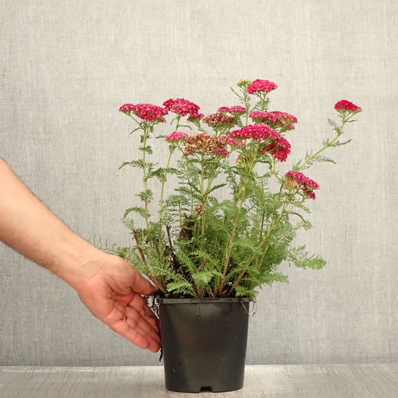 Esemplare di Achillea millefolium Tutti Frutti Apricot Delight Vaso da 2L/3L consegnato in estate