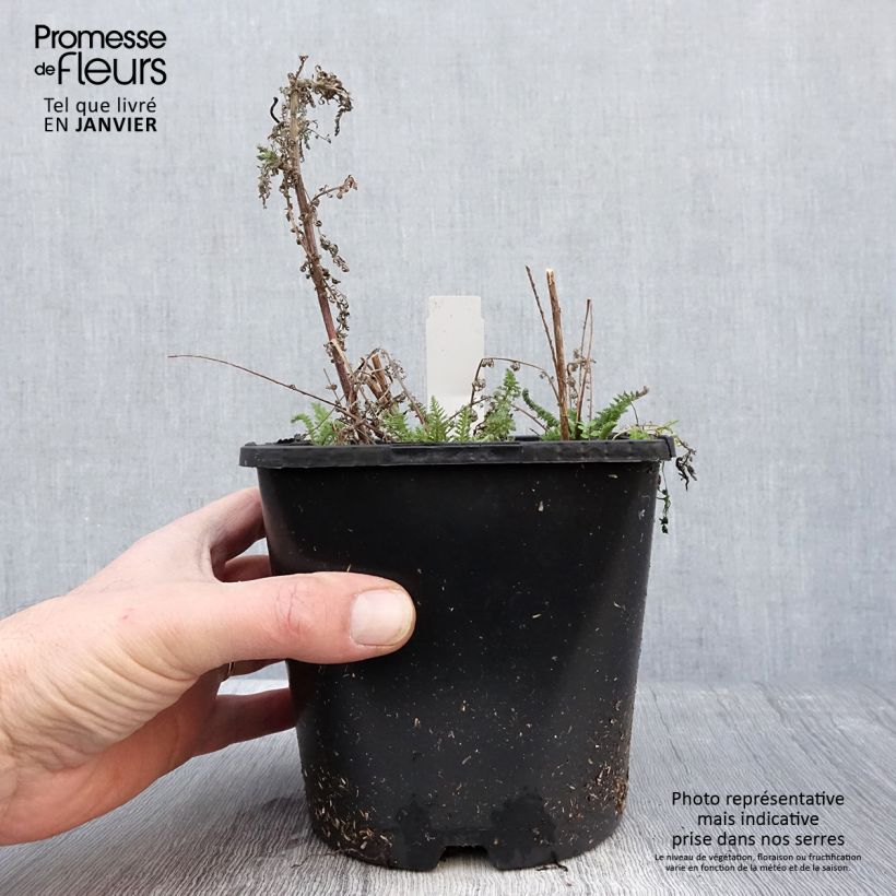 Achillea millefolium Tutti Frutti Apricot Delight Vaso da 2L/3L esemplare consegnato in inverno