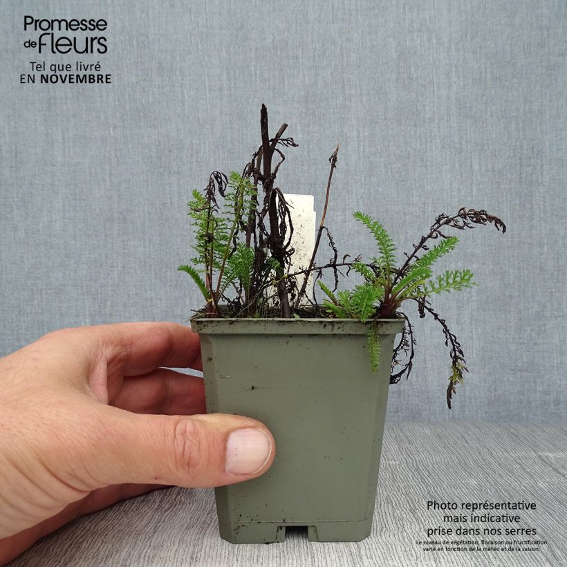 Esemplare di Achillea millefolium Apfelblute Vasetto da 8/9 cm come consegnato in autunno