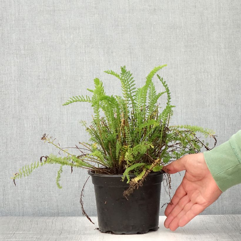 Esemplare di Achillea millefolium Cerise Queen Vaso da 2L/3L consegnato in estate