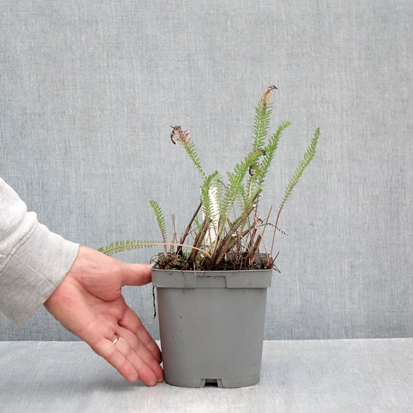 Esemplare di Achillea millefolium Cerise Queen Vaso da 2L/3L come consegnato in autunno