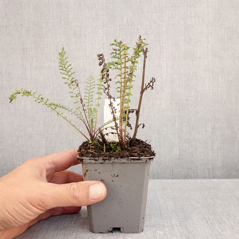 Esemplare di Achillea millefolium Excel Vasetto da 8/9 cm come consegnato in autunno