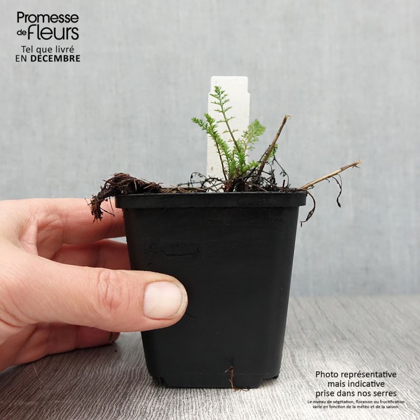 Achillea millefolium Excel Vasetto da 8/9 cm esemplare consegnato in inverno