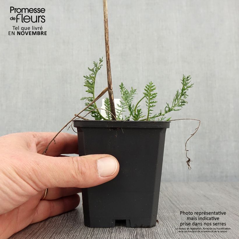 Esemplare di Achillea millefolium Feuerland Vasetto da 8/9 cm come consegnato in autunno