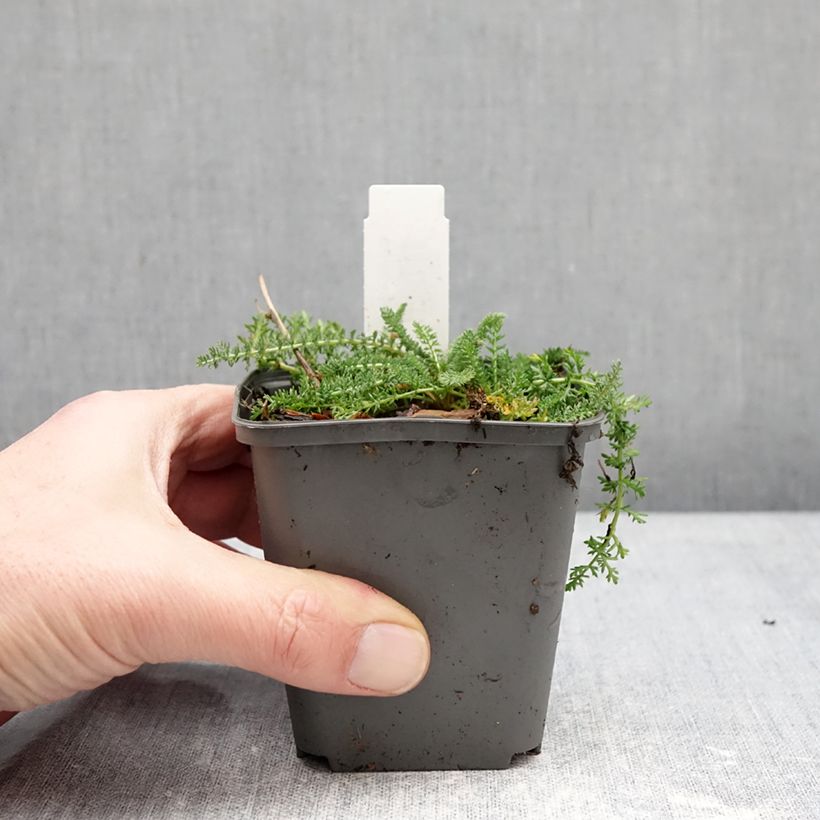 Achillea millefolium Hella Glashoff Vasetto da 8/9 cm esemplare consegnato in inverno