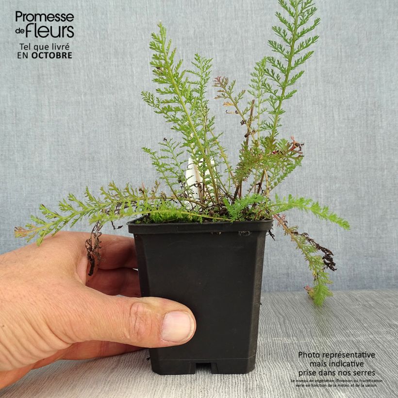 Esemplare di Achillea millefolium Lilac Beauty Vasetto da 8/9 cm come consegnato in autunno