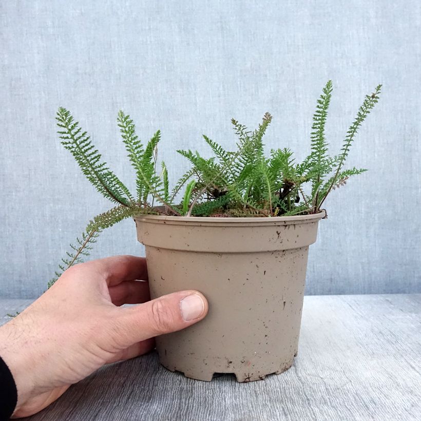 Achillea millefolium Lilac Beauty Vaso da 2L/3L esemplare consegnato in primavera