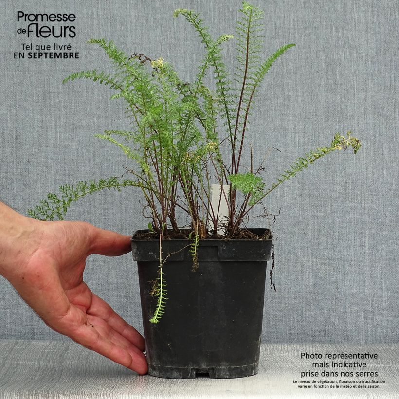 Esemplare di Achillea millefolium Paprika Vaso da 2L/3L come consegnato in autunno