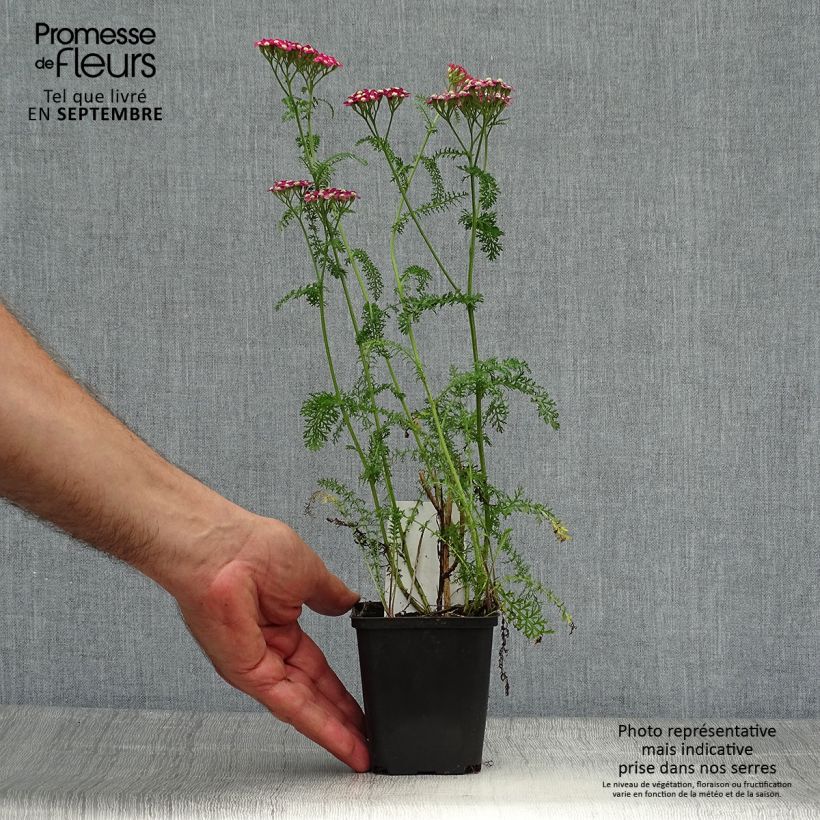 Esemplare di Achillea millefolium Petra Vasetto da 8/9 cm come consegnato in autunno