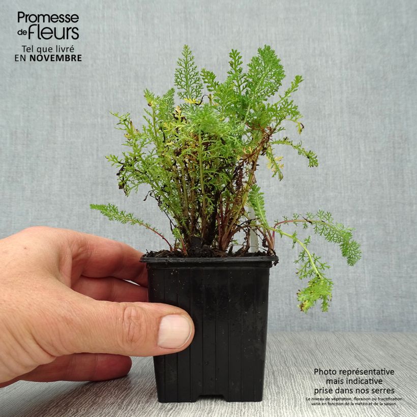Esemplare di Achillea millefolium Pomegranate Vasetto da 7/8 cm come consegnato in autunno