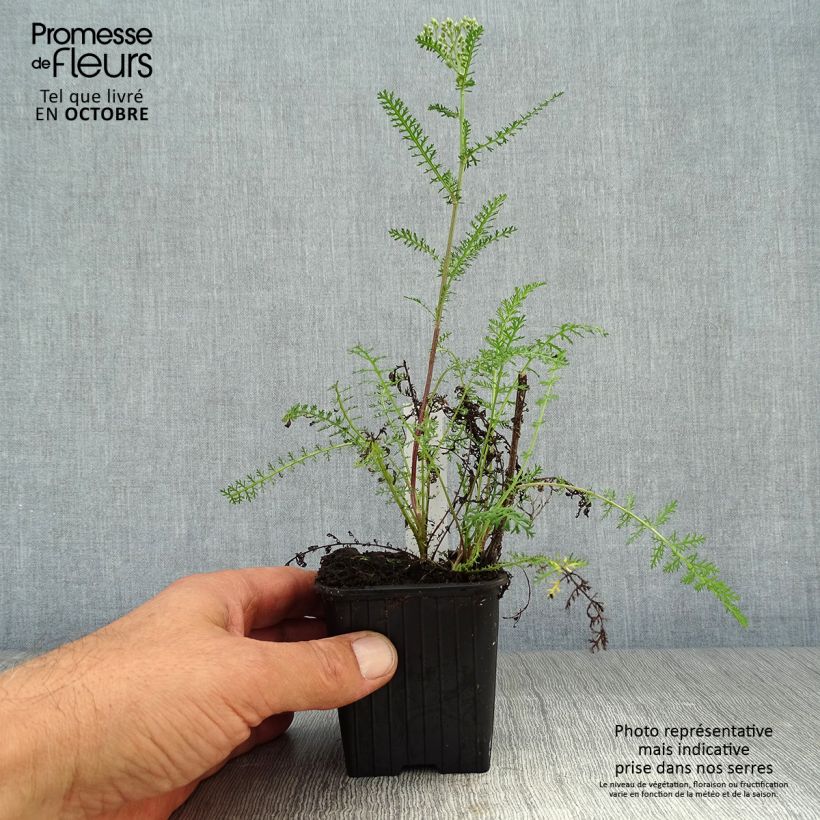 Esemplare di Achillea millefolium Saucy Seduction Vasetto da 8/9 cm come consegnato in autunno